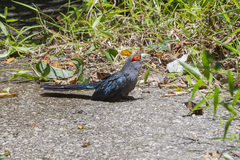 Phaenicophaeus sumatranus