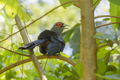 Phaenicophaeus sumatranus