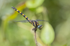 Paragomphus capricornis
