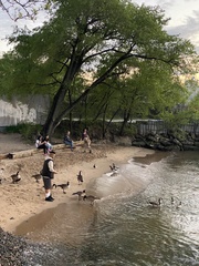 Branta bernicla