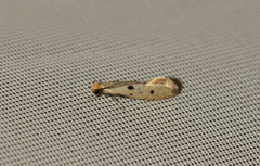 Tinea trinotella