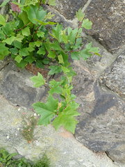 Platanus