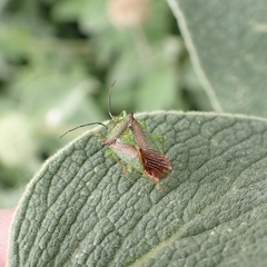 Acanthosoma haemorrhoidale