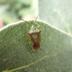 Acanthosoma haemorrhoidale