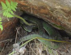 Trimeresurus tibetanus