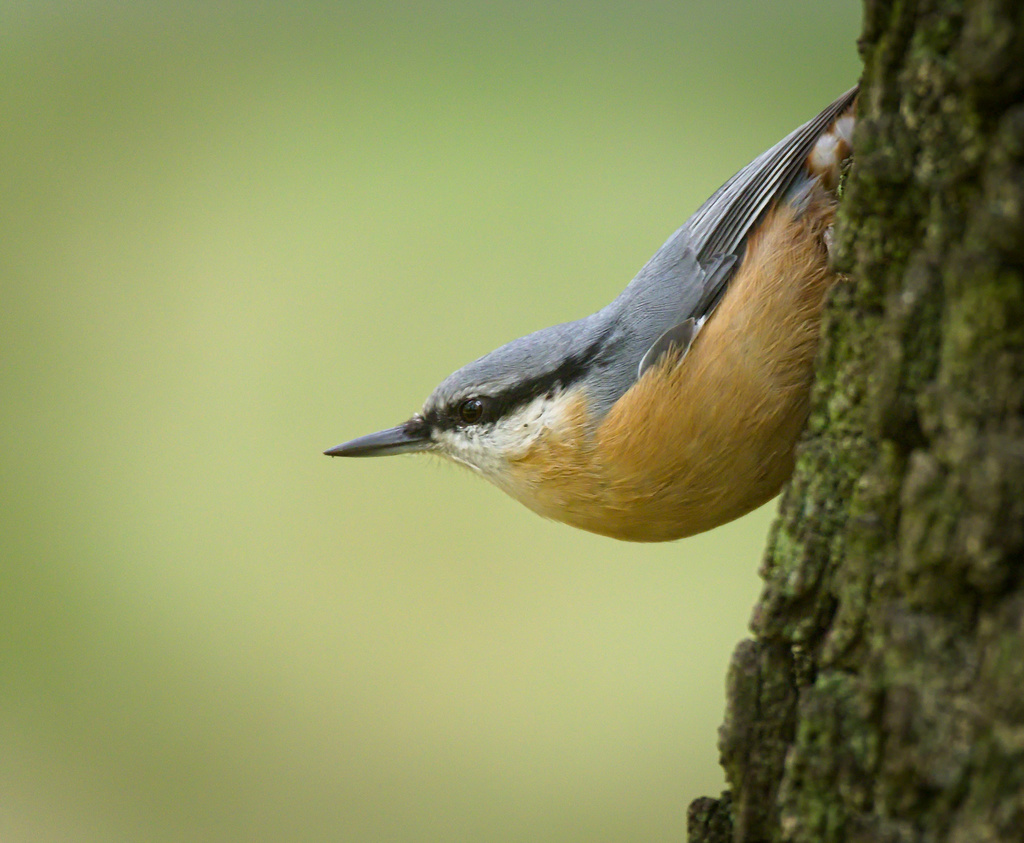 Western Eurasian Nuthatch