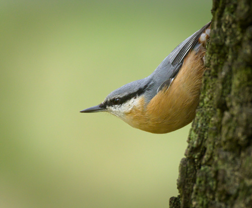 Western Eurasian Nuthatch