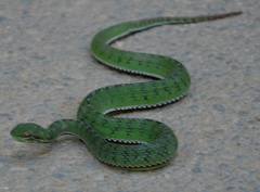 Trimeresurus tibetanus