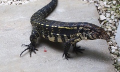 Salvator merianae
