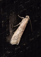 Ephestia elutella