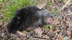 Talpa europaea