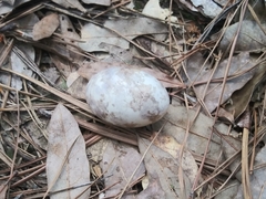 Antrostomus carolinensis