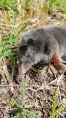 Talpa europaea