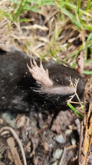 Talpa europaea