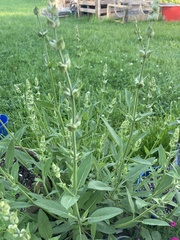 Salvia azurea