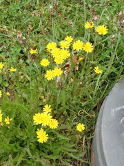 Asteraceae