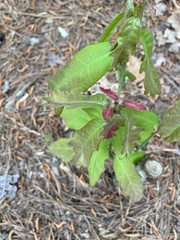 Macrodiplosis niveipila