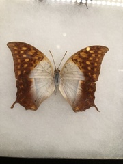 Charaxes varanes