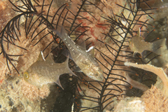 Ostorhinchus hoevenii