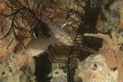 Ostorhinchus hoevenii