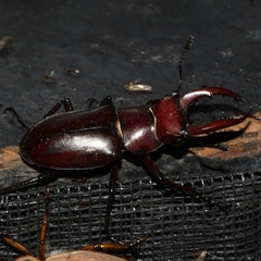 Lucanus elaphus