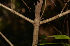 Daphnandra micrantha