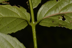 Daphnandra micrantha