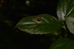 Daphnandra micrantha