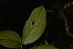 Daphnandra micrantha