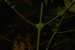 Daphnandra micrantha