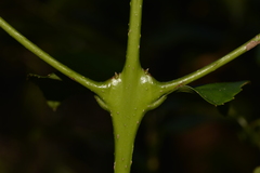 Daphnandra micrantha