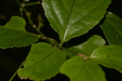 Daphnandra micrantha