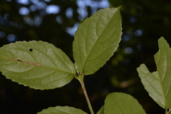 Daphnandra micrantha