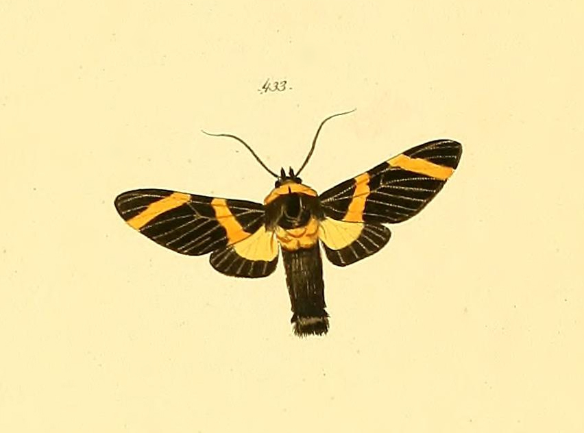 Viviennea flavicincta
