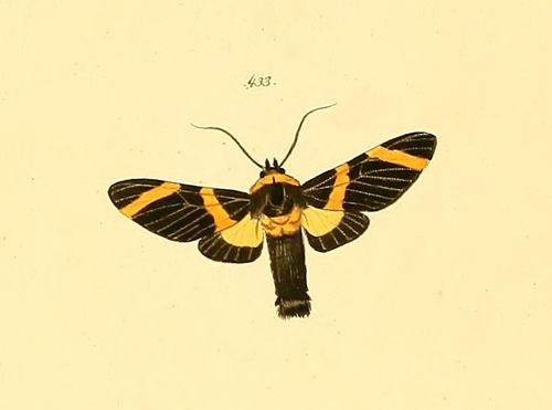 Viviennea flavicincta