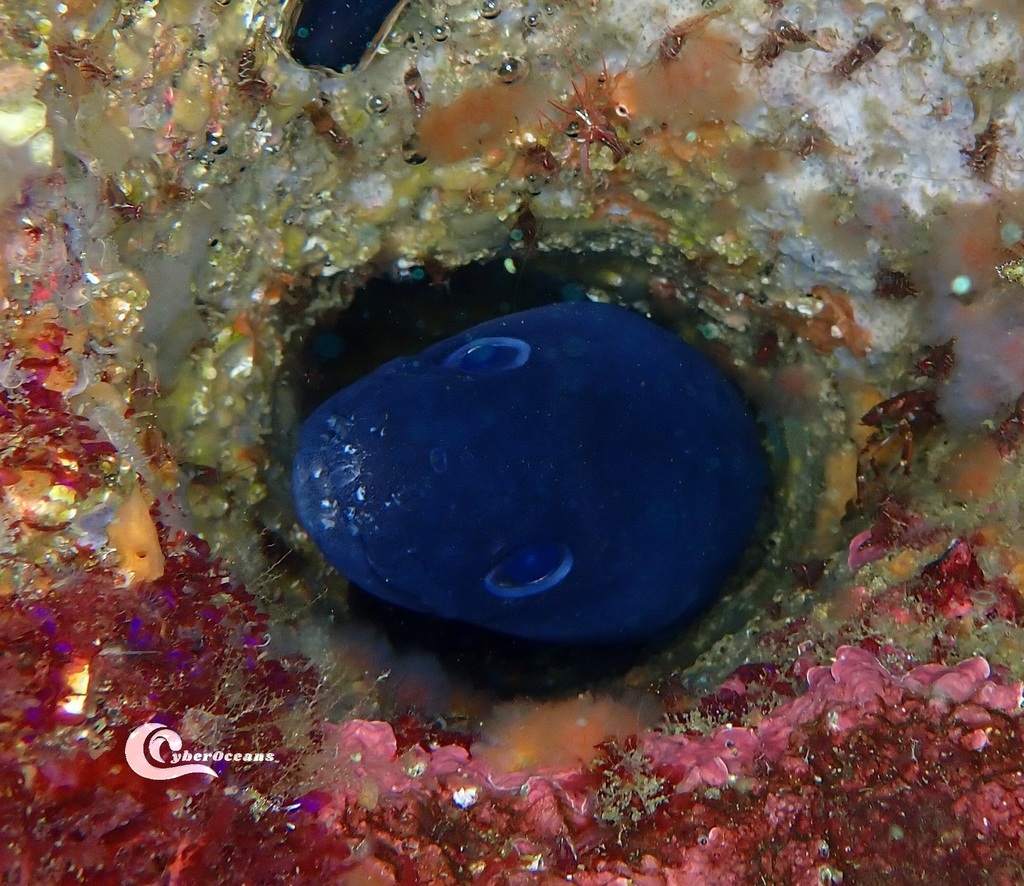 Photo of European conger (Conger conger)