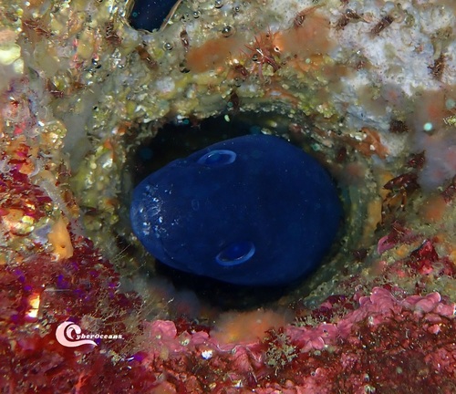 European Conger, 2970 Sesimbra, Portugal, photo 7 of 10
