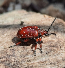 Lilioceris merdigera