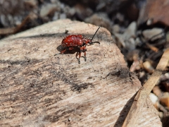 Lilioceris merdigera