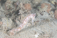 Hippocampus histrix