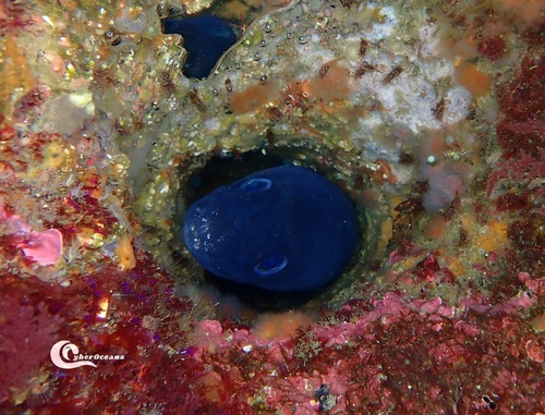 Photo of European conger (Conger conger)