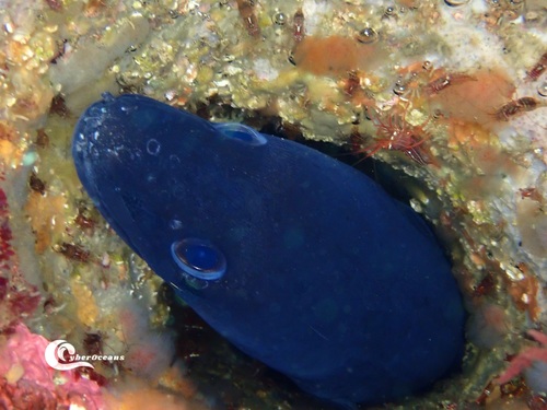 Photo of European conger (Conger conger)
