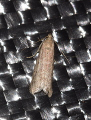 Ephestia elutella