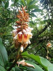 Alpinia kusshakuensis