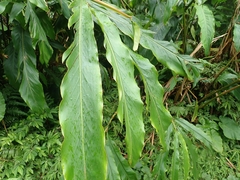 Alpinia kusshakuensis