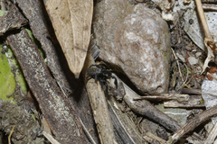 Euophrys herbigrada