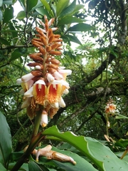 Alpinia kusshakuensis