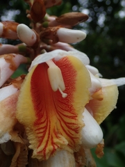 Alpinia kusshakuensis