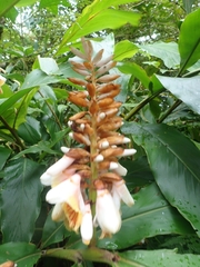 Alpinia kusshakuensis