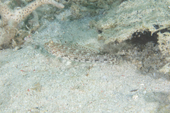 Istigobius decoratus